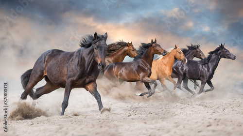 Horse herd  galloping on sandy dust against sky