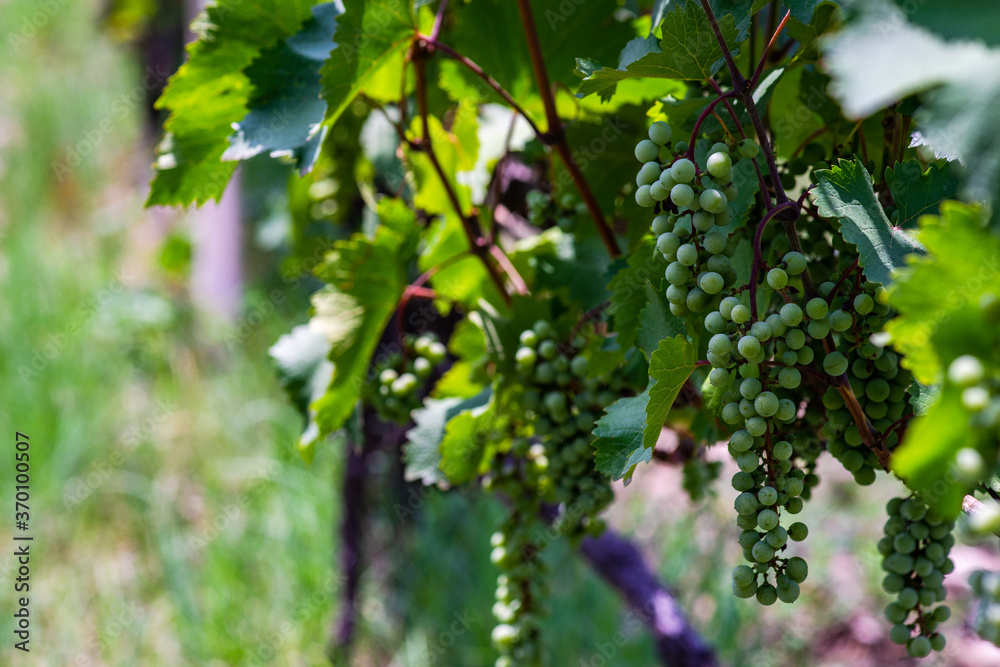 Vineyard in Kakheti region, Georgia