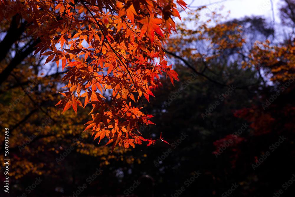 Beautiful autumn leaves,Red and Yellow color in the garden. Beautiful autumn leaves,Red and Yellow color in the garden.