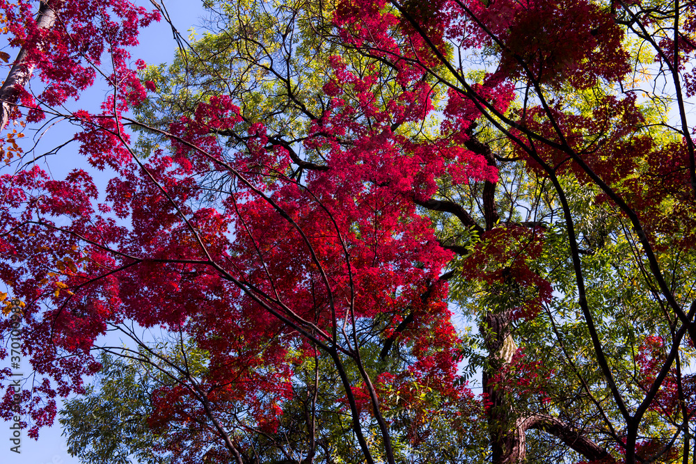 Beautiful autumn leaves,Red and Yellow color in the garden. Beautiful autumn leaves,Red and Yellow color in the garden.