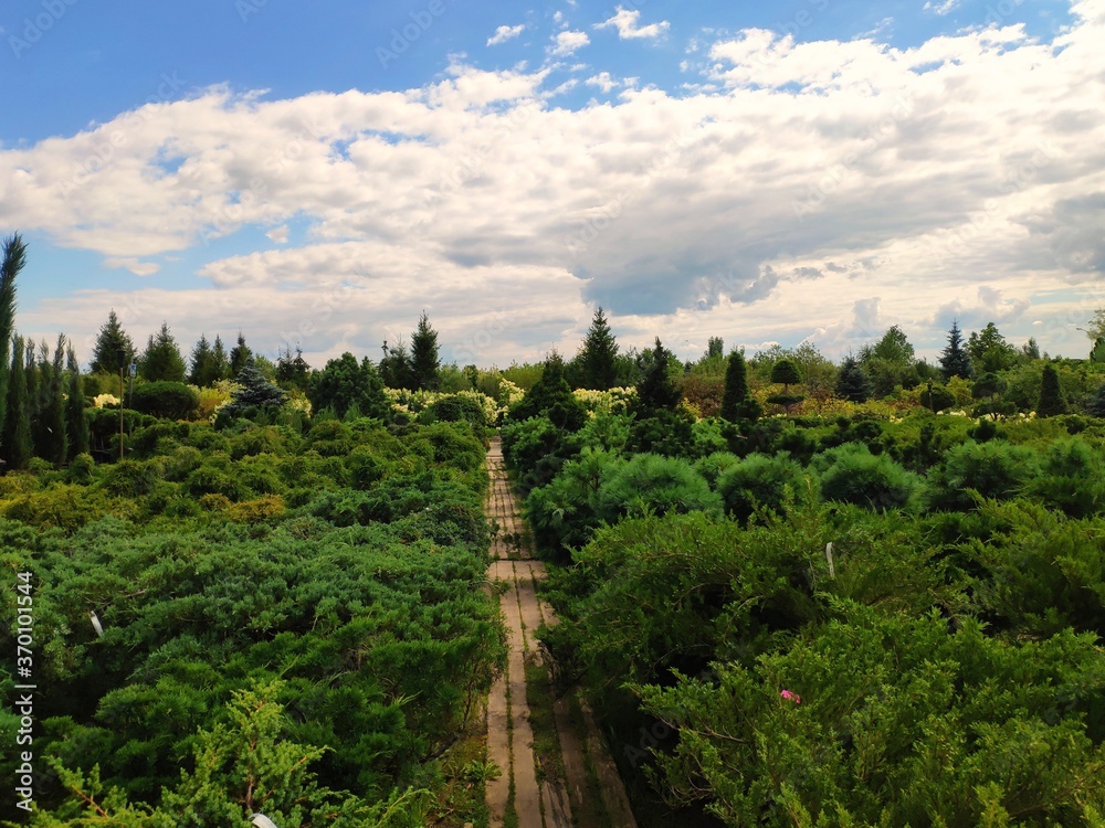 Garden center. Garden shop. Sale of plants, trees and flowers. Variety of plants, trees and flowers.