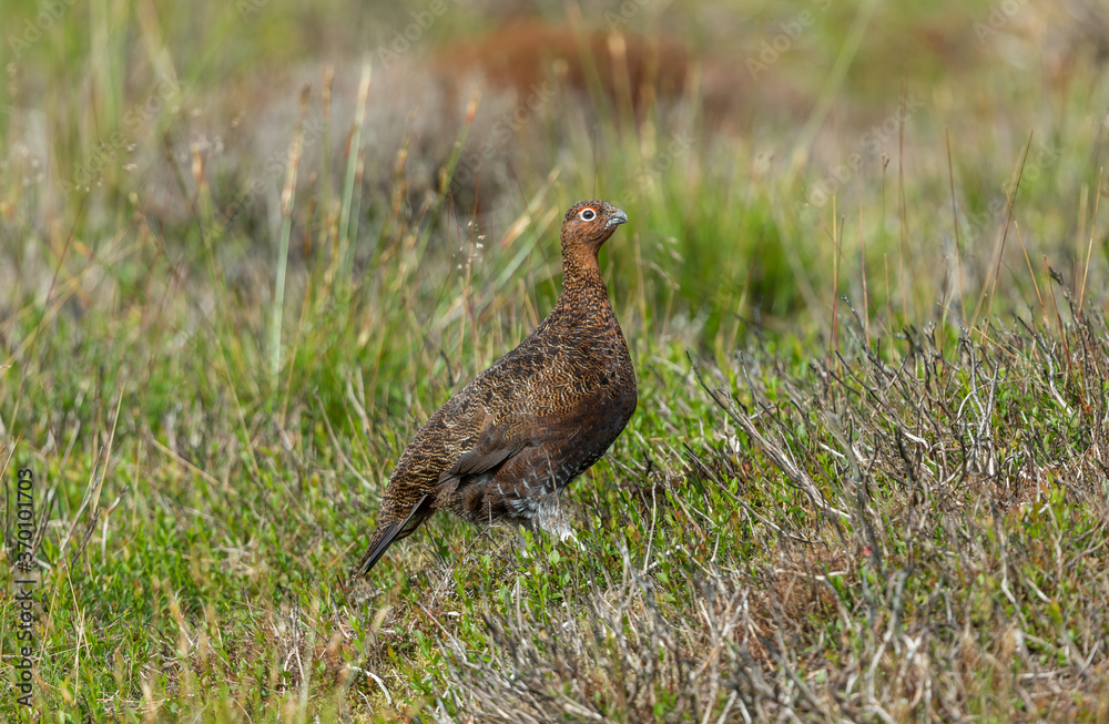 Red Grouse male in Summer, (Scientific name: Lagopus lagopus Scotica) facing right in natural moorland habitat of burnt heather, reeds and grasses. Horizontal. Space for copy. Red Grouse male in Summer, (Scientific name: Lagopus lagopus Scotica) facing right in natural moorland habitat of burnt heather, reeds and grasses. Horizontal. Space for copy.