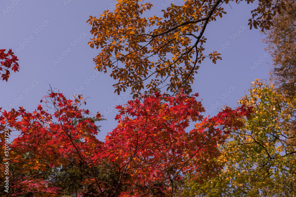 Beautiful autumn leaves,Red and Yellow color in the garden Beautiful autumn leaves,Red and Yellow color in the garden