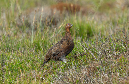 Red Grouse male in Summer, (Scientific name: Lagopus lagopus Scotica) facing right in natural moorland habitat of burnt heather, reeds and grasses. Horizontal. Space for copy.