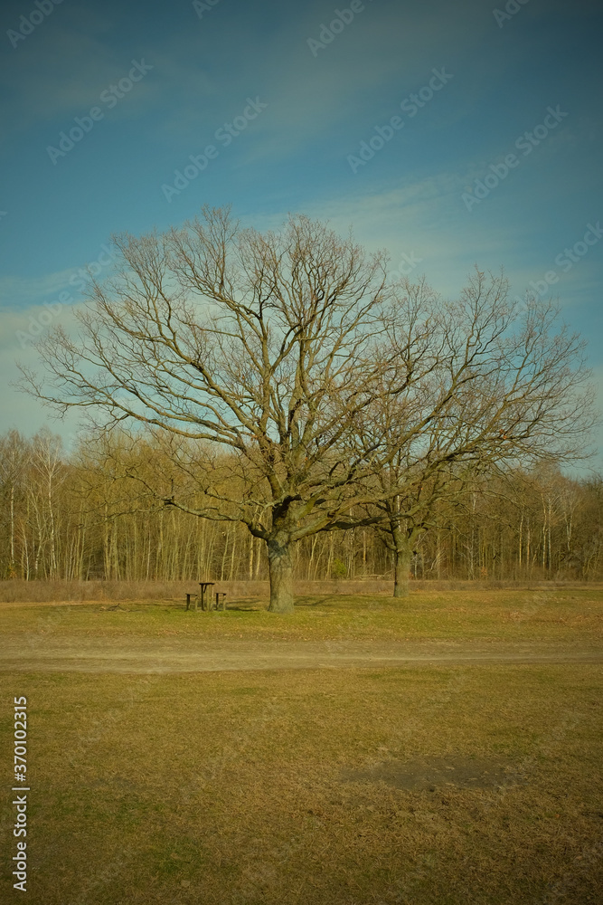 Obraz premium Two beautiful branched trees at the edge of the forest. Spring landscape. Vignette.