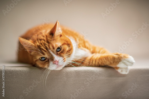 Portrait of a ginger cat in the studio on a light background.