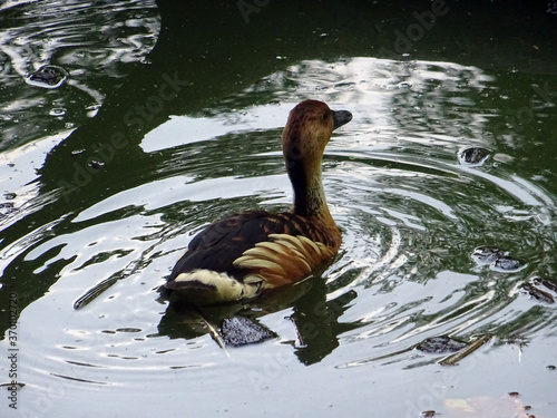 Dendrocygne Fauve photo