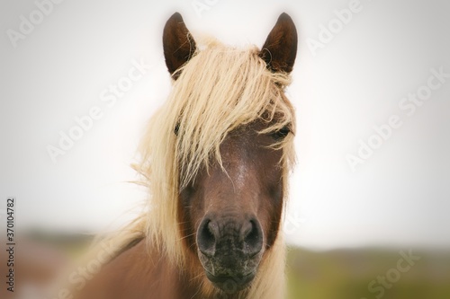 The Chincoteague pony, also known as the Assateague horse, is a breed of horse that developed and lives in a feral condition on Assateague Island in the states of Virginia and Maryland in the United S