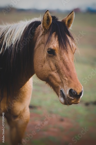 The Chincoteague pony  also known as the Assateague horse  is a breed of horse that developed and lives in a feral condition on Assateague Island in the states of Virginia and Maryland in the United 