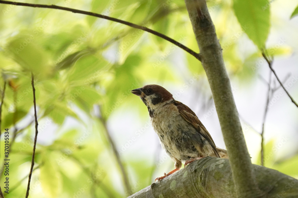 sparrow on branch sparrow on branch