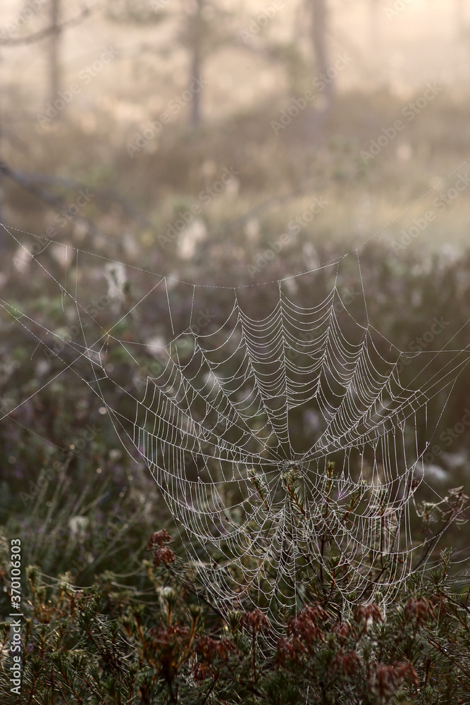 Cobweb at Marsh in Southern Finland. 