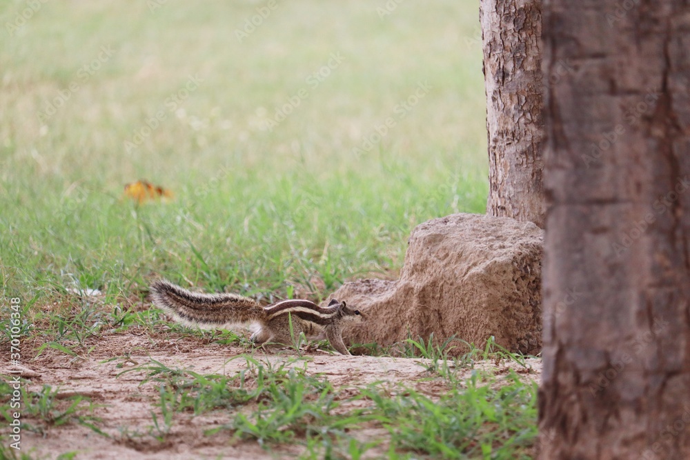Fototapeta premium The Squirrel is going to the pit