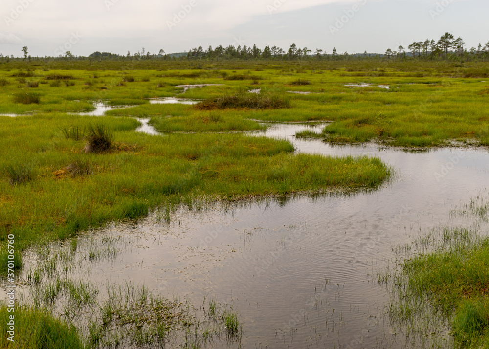 stunning bog views. beautiful clouds. View of the beautiful nature in the swamp - pond, pines, moss. Sunny day. a typical West-Estonian bog. Nigula Nature Reserve