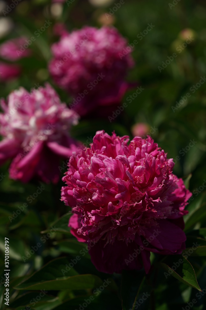 Double-petal, Pink Flower of Peony in Full Bloom

