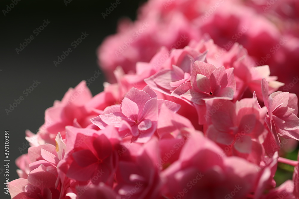 太陽の光の下の薄いピンクの紫陽花の花
A pale pink Hydrangea flower under the sunshine.