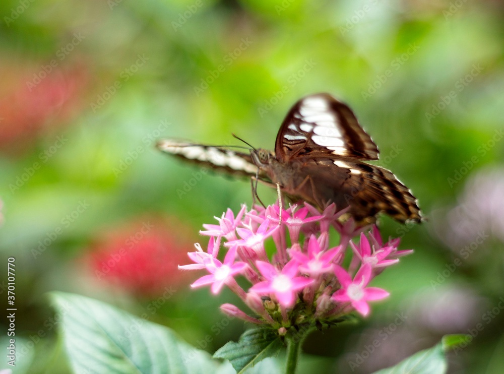 Natural photo: butterfly at the Botanic Garden (Vietnam) Natural photo: butterfly at the Botanic Garden (Vietnam)