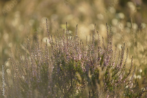 Heidekraut in der abendlichen Sonne © darknightsky