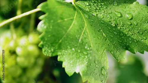 Wet young, green, unripe wine grape leaves in vineyard, with water drops after rain early summer. Wet surface of green leaf closeup 4k video