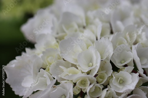 美しい花びらの白い紫陽花の花 White Hydrangea flower with beautiful petals.