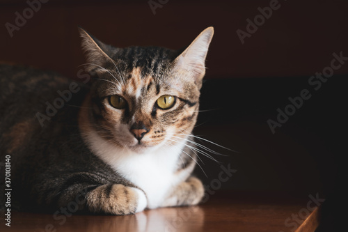 Portrait of Asia short hair with black sttripe cat lying on table in dark, Pet animal © Danai