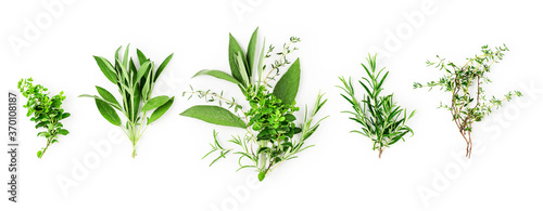 Rosemary, marjoram, sage and thyme collection