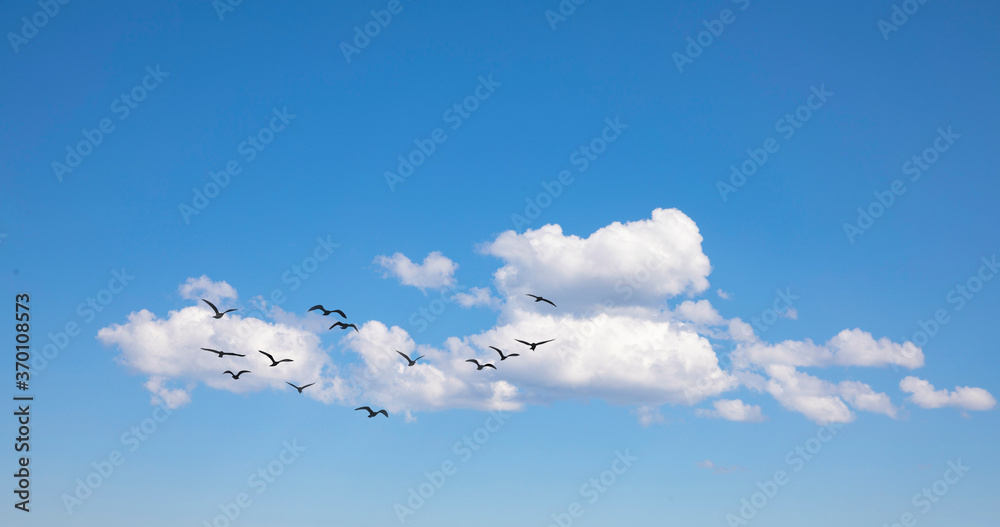 Fototapeta premium Birds and white clouds in the sky
