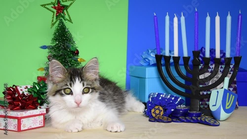 HD video of an adorable gray and white kitten laying between Christmas and hanukkah scenes. Chrismukkah. Yawns, looks at Haunukkah set up then looks at viewer.
 photo