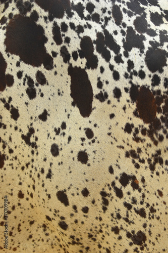cow skin texture background  cow leather with fur background