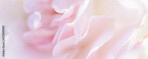 Soft focus, abstract floral background, pale pink rose flower petals. Macro flowers backdrop for holiday brand design
