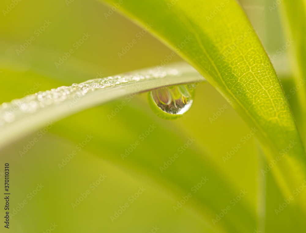 Obraz premium dew on grass