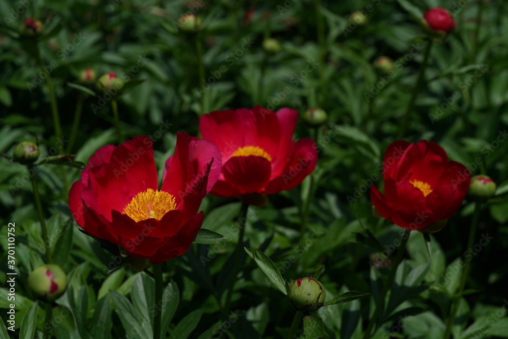 Light Red Flower of Peony in Full Bloom
Light Red Flower of Peony in Full Bloom