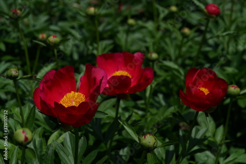 Light Red Flower of Peony in Full Bloom  © MasterChefNobu