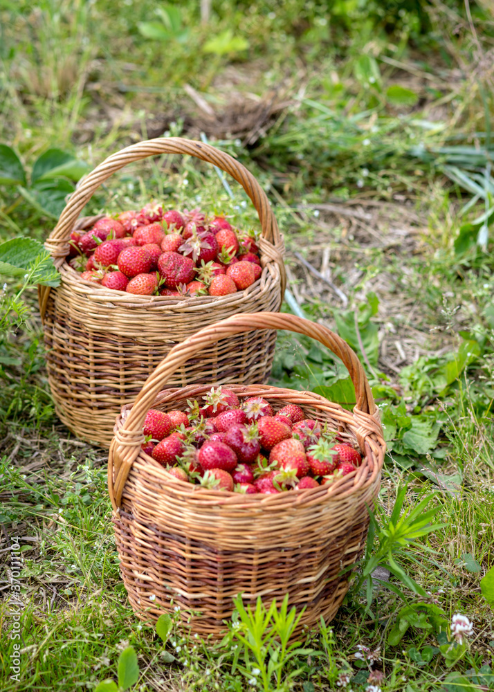 landscape with juicy strawberries in a wicker basket, green grass background, summer