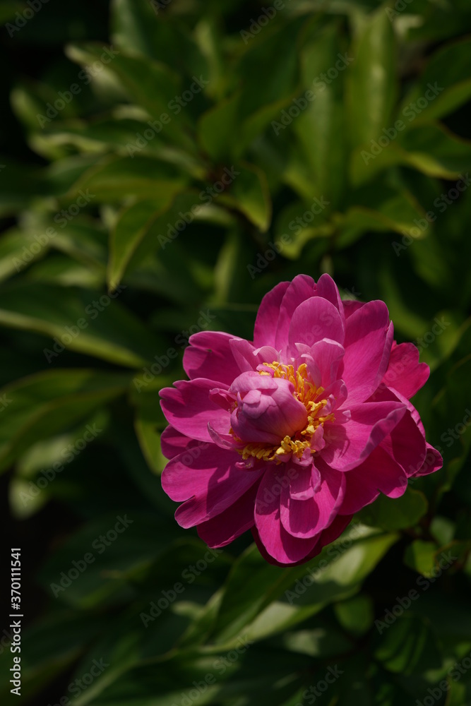 Double-petal, Light Pink Flower of Peony in Full Bloom


