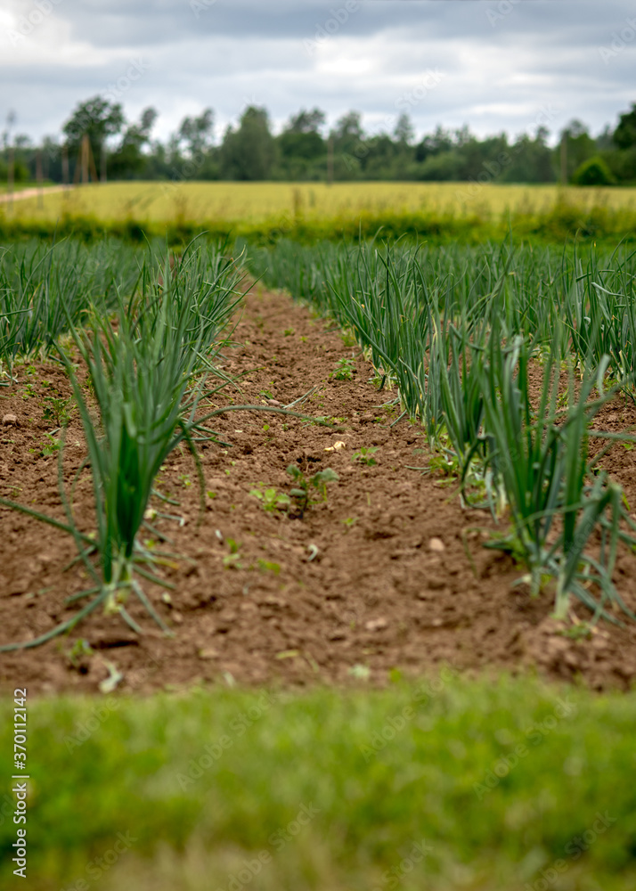 landscape with green plants and green leaves on a background of cultivated land, summer landscape with green plants and green leaves on a background of cultivated land, summer