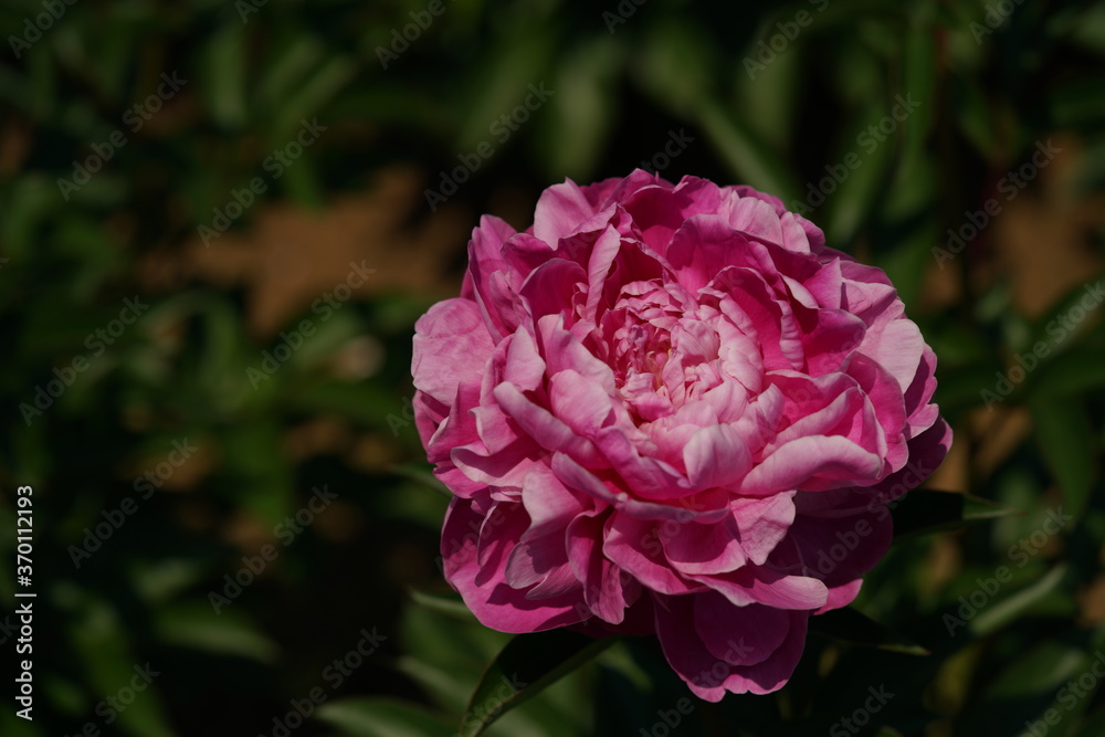 Light Pink Flower of Peony in Full Bloom
