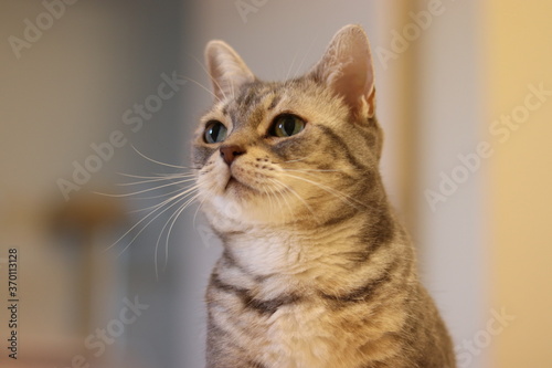 左上視線の猫アメリカンショートヘアブルータビー
American shorthair cat with upper left gaze.