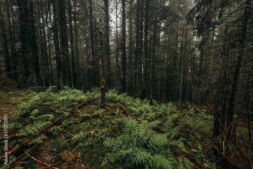 A tree in a forest