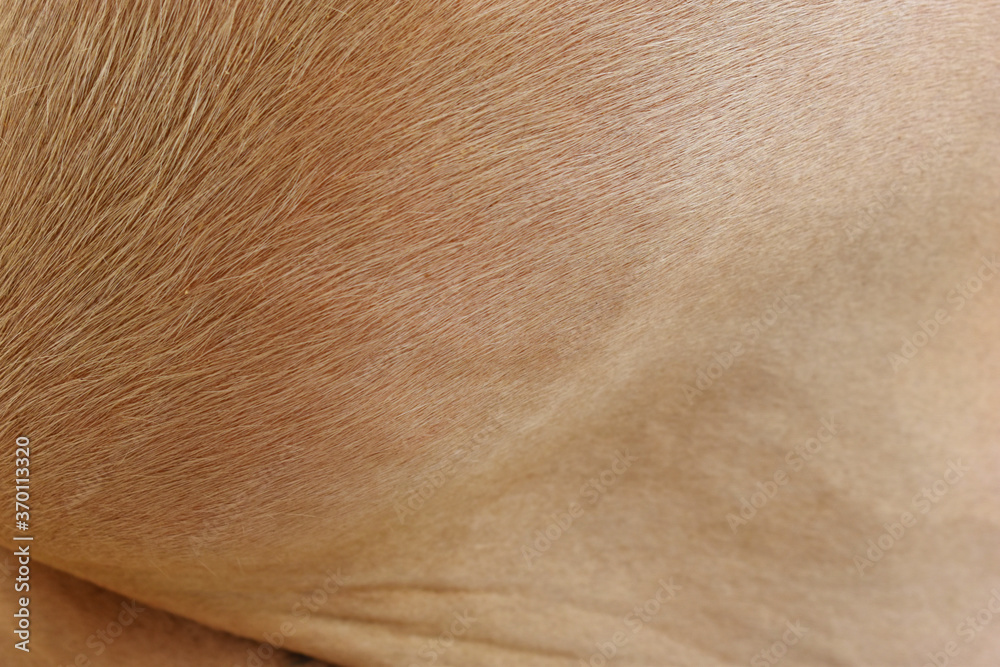 cow skin texture background, cow leather with fur background cow skin texture background, cow leather with fur background
