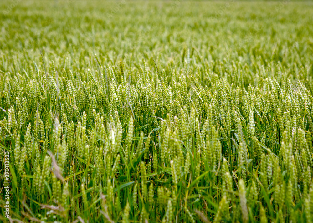 sunny landscape with cereal field, cereal spike texture, summer sunny landscape with cereal field, cereal spike texture, summer
