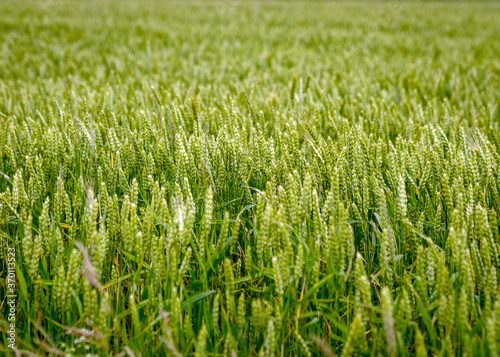 Fototapeta Naklejka Na Ścianę i Meble -  sunny landscape with cereal field, cereal spike texture, summer