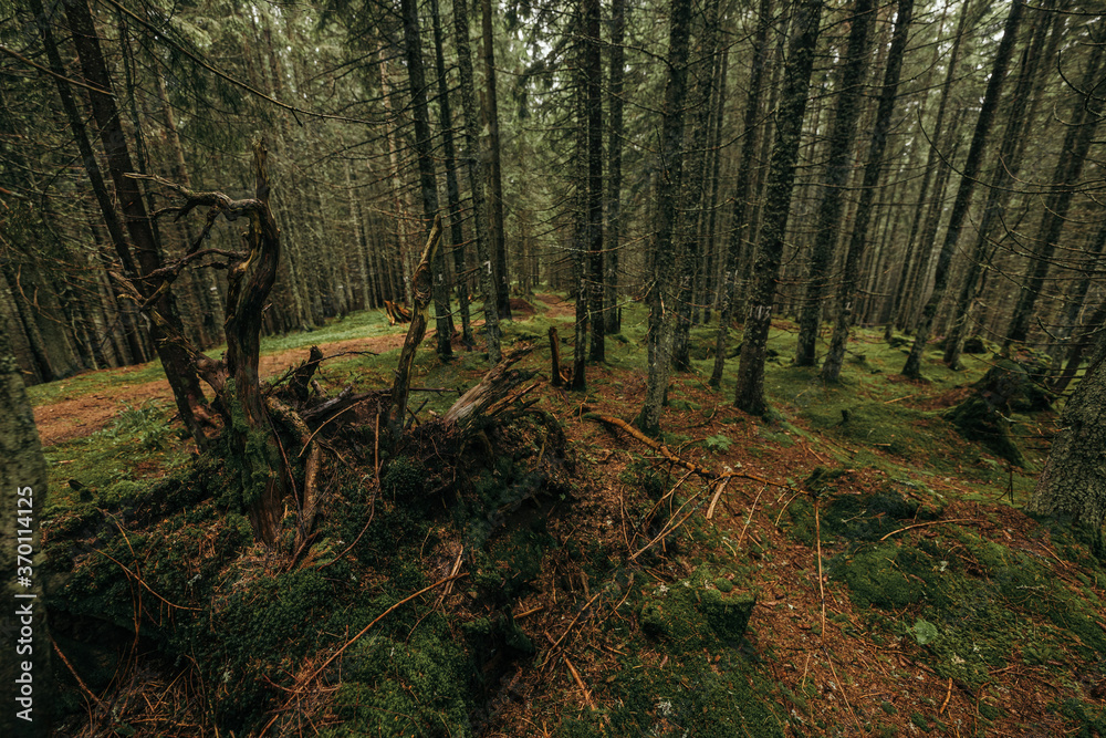 Fototapeta premium A tree in a forest