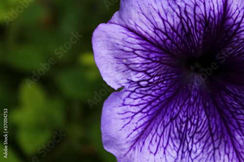 Fototapeta Naklejka Na Ścianę i Meble -  purple flower macro