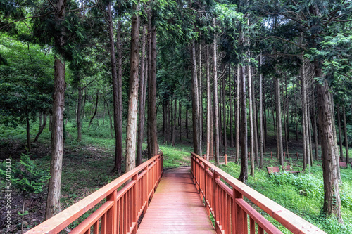 mujangye forest trail in jindo
