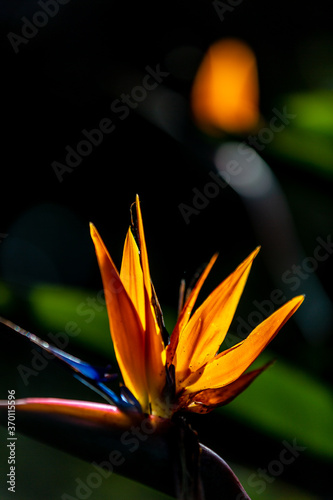 Close up of bird of paradise flower against dark background.  © Limin Xiao