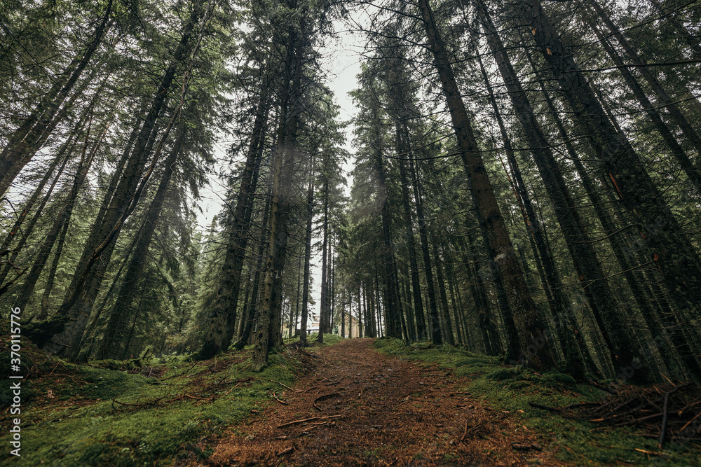 Obraz premium A tree in a forest