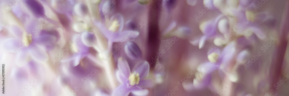 Fototapeta premium Blurred Provence nature background with copy space. Macro of blooming violet lavender flowers. Defocused banner for mothers day, womens day 8 march, spa or beauty salon