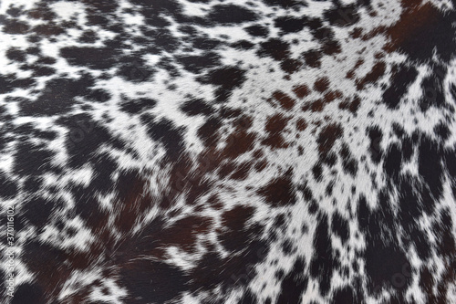 cow skin texture background, cow leather with fur background