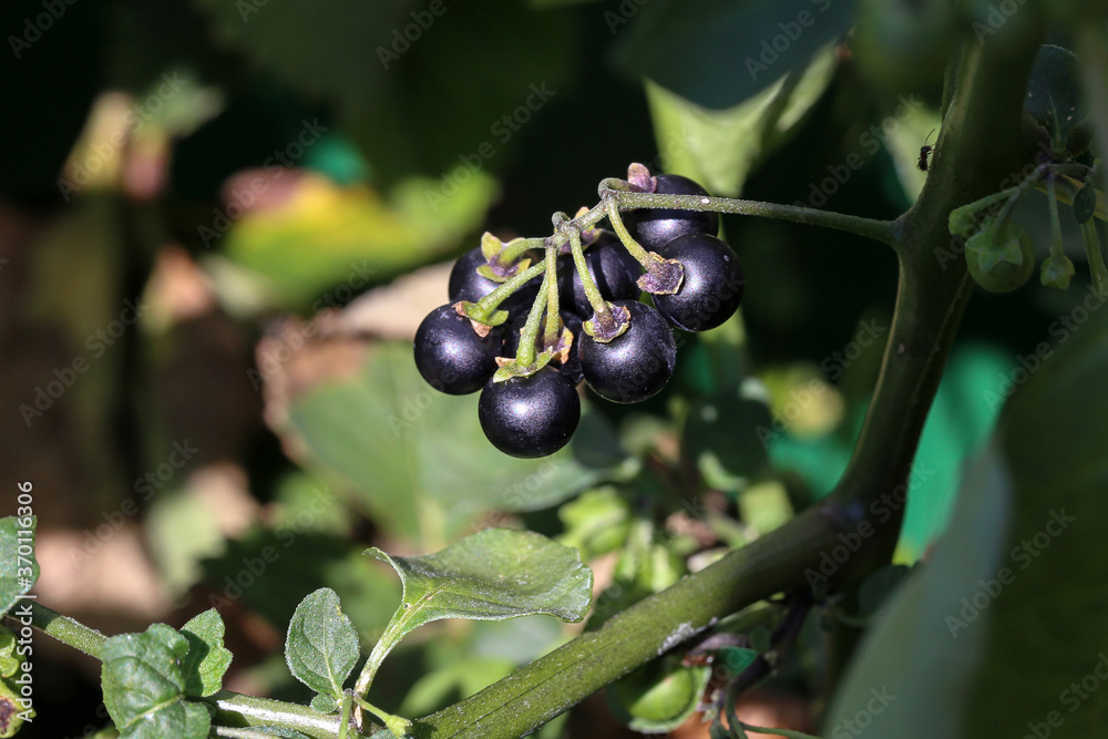 Black nightshade berries ripen on the bush Black nightshade berries ripen on the bush