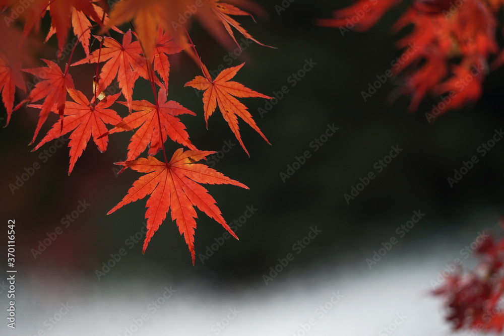 Close-up of autumnal leaves along the river. 川沿いの紅葉のクローズアップ Close-up of autumnal leaves along the river. 川沿いの紅葉のクローズアップ
